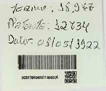 UM NOVO TYPO DE ALMAS PARA CALÇADOS, DENOMINADO - ETERNAS-